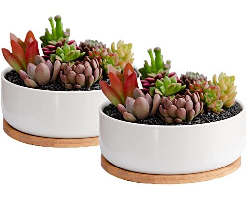 Fegalop Vaso per piante grasse da 16 cm, 2 pezzi, in ceramica bianca, rotondo, moderno, cactus, erbe aromatiche, grande vaso con piattino in legno, per interni o esterni (Runderx2)